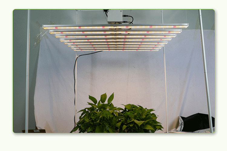 grow light