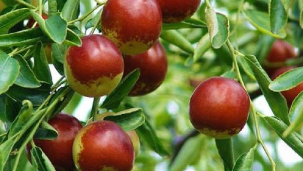 Winter Jujube With Grow Light From Pan American