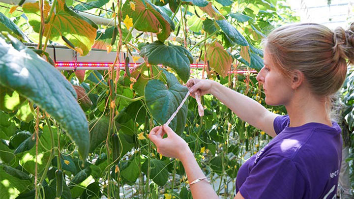 British Columbia, Canada, Led Greenhouse Vegetable Planting Lighting Case