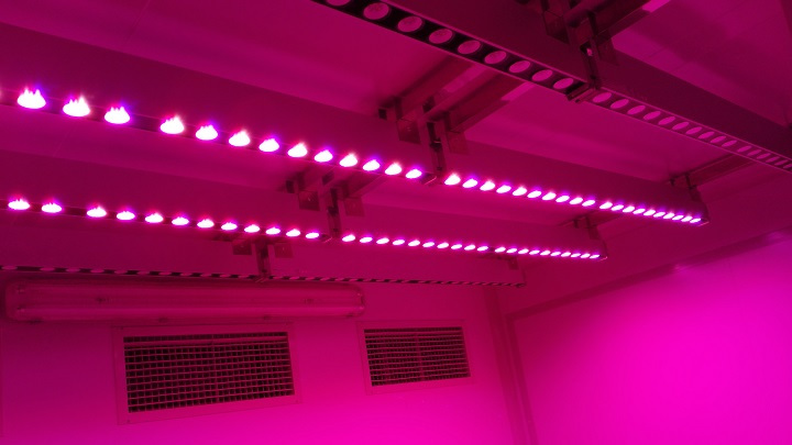 Pan American LED Grow Light Has Been Successfully Applied To Tea Tree Breeding
