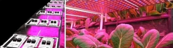 Pan American LED Grow Light