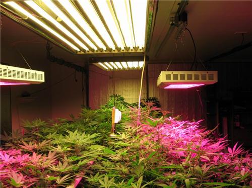 Pan American LED Grow Light