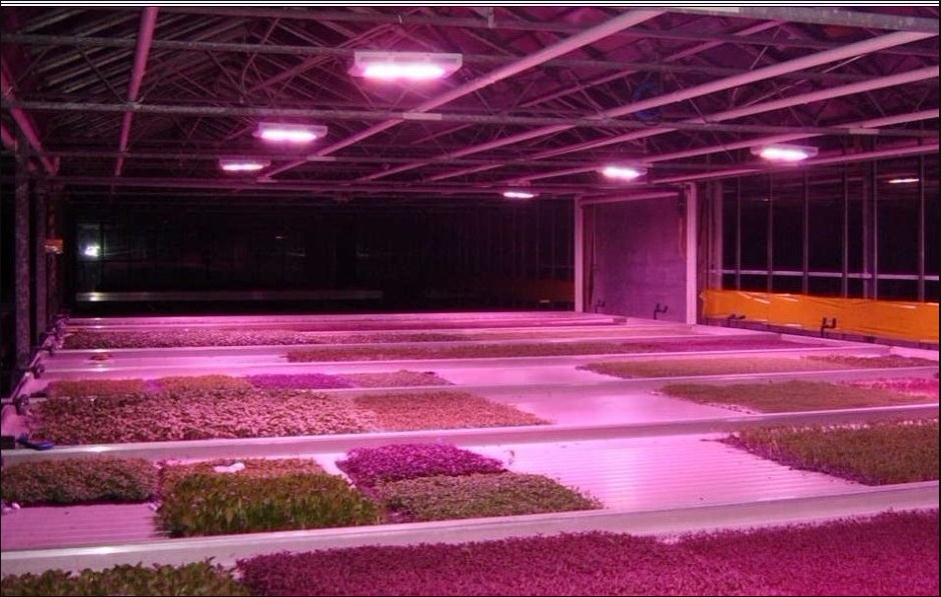 Pan American LED Grow Light