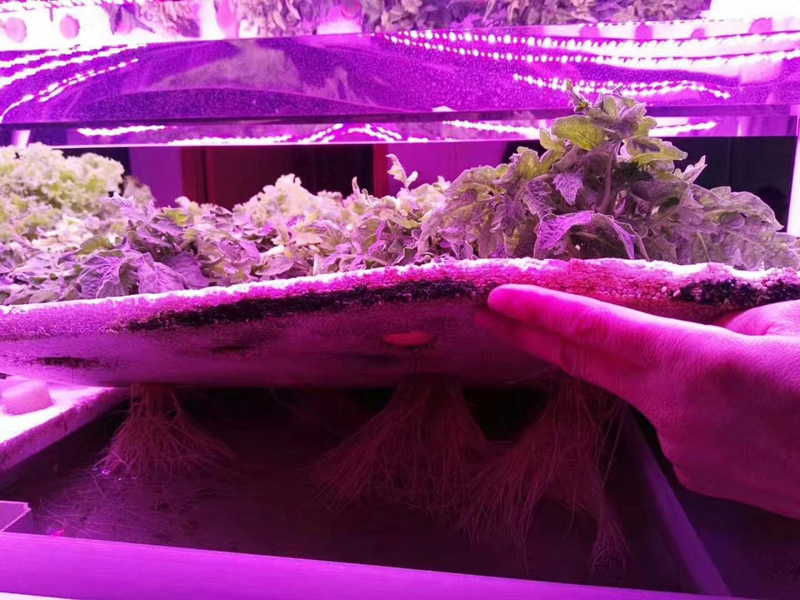 Pan American LED Grow Light