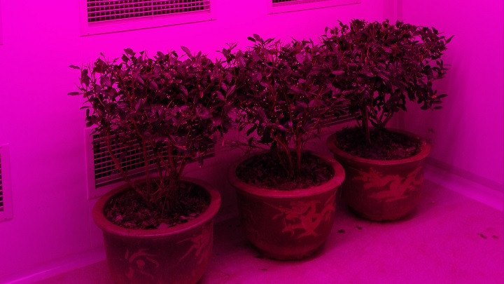Pan American LED Grow Light